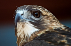 Red Tailed Hawk 2 